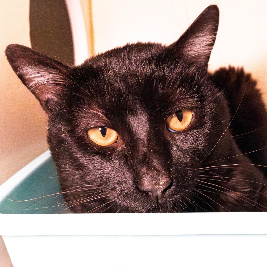 Enlarge Remy, a Adoptable Domestic Short Hair in South Elgin, IL image 5/6