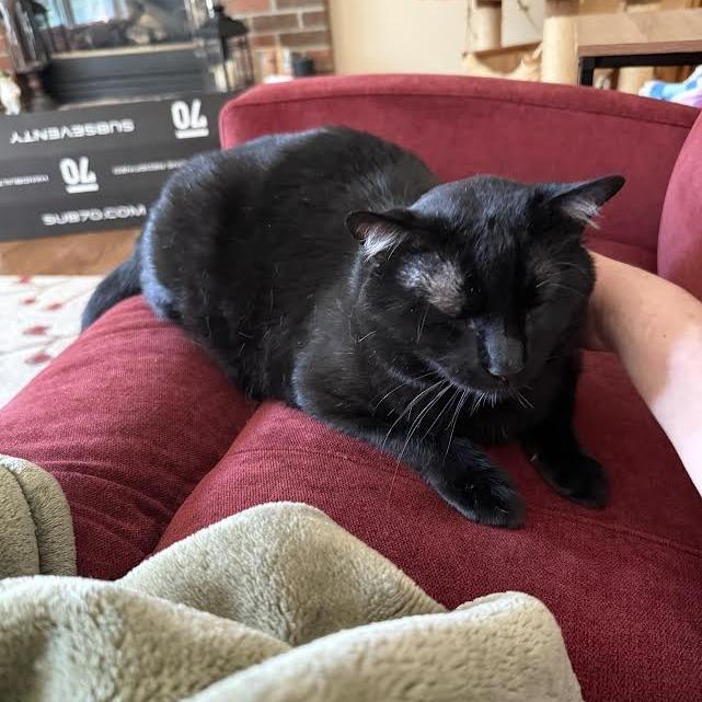 Enlarge Remy, a Adoptable Domestic Short Hair in South Elgin, IL image 6/6