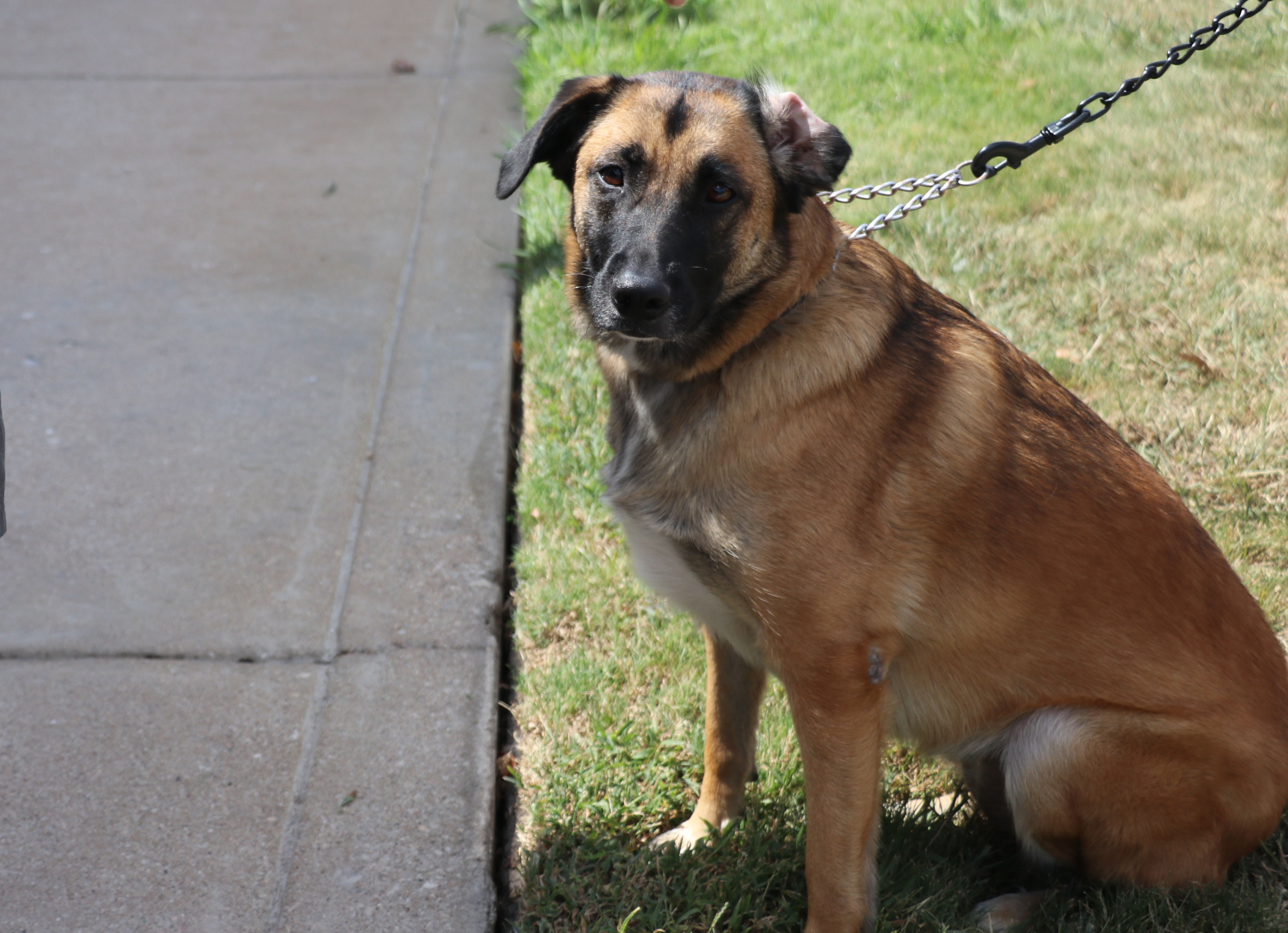Zadie, Adoptable, Puppy Female Shepherd.