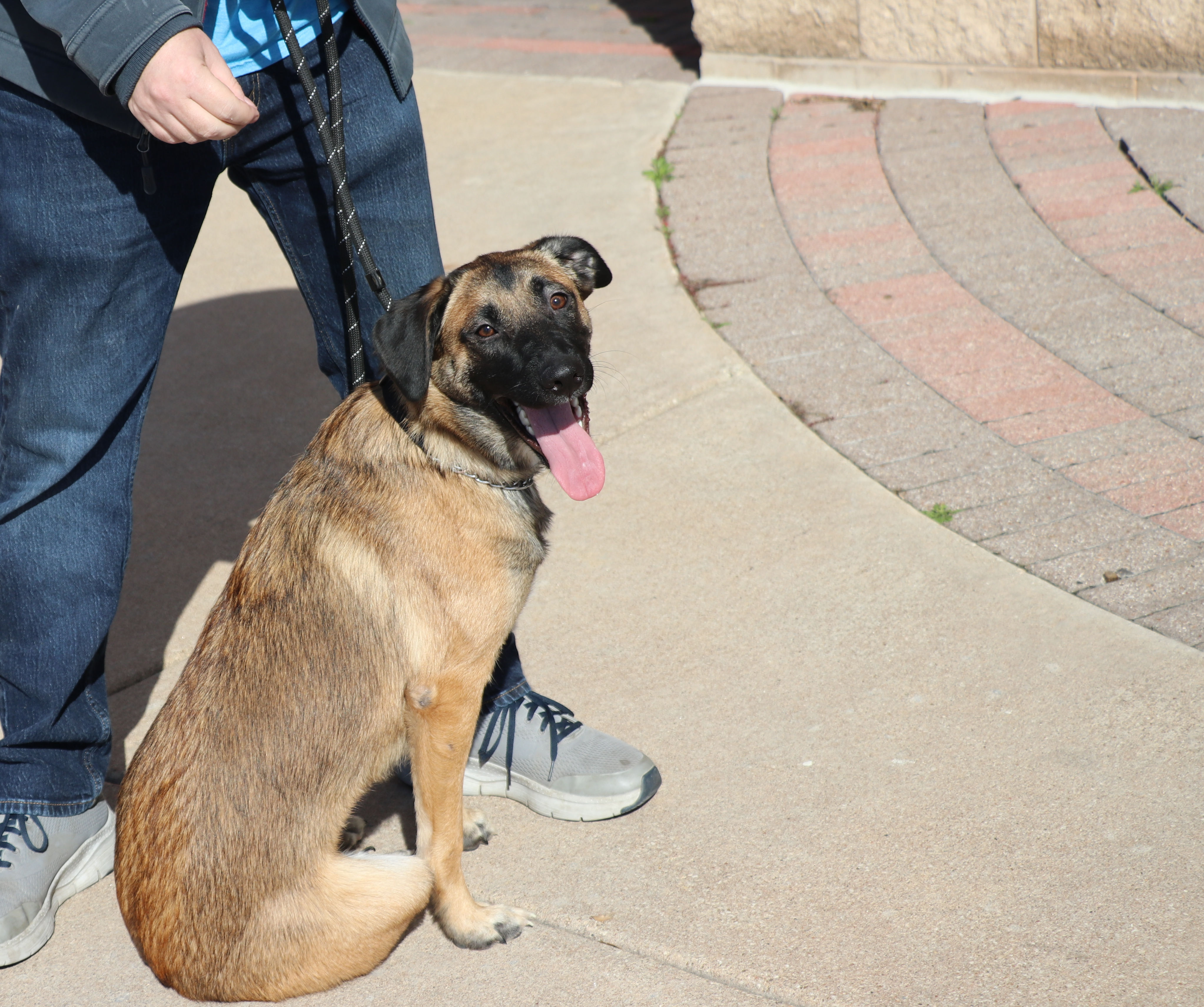 Enlarge Zadie, a Adoptable mixed breed in Pflugerville, TX image 5/12