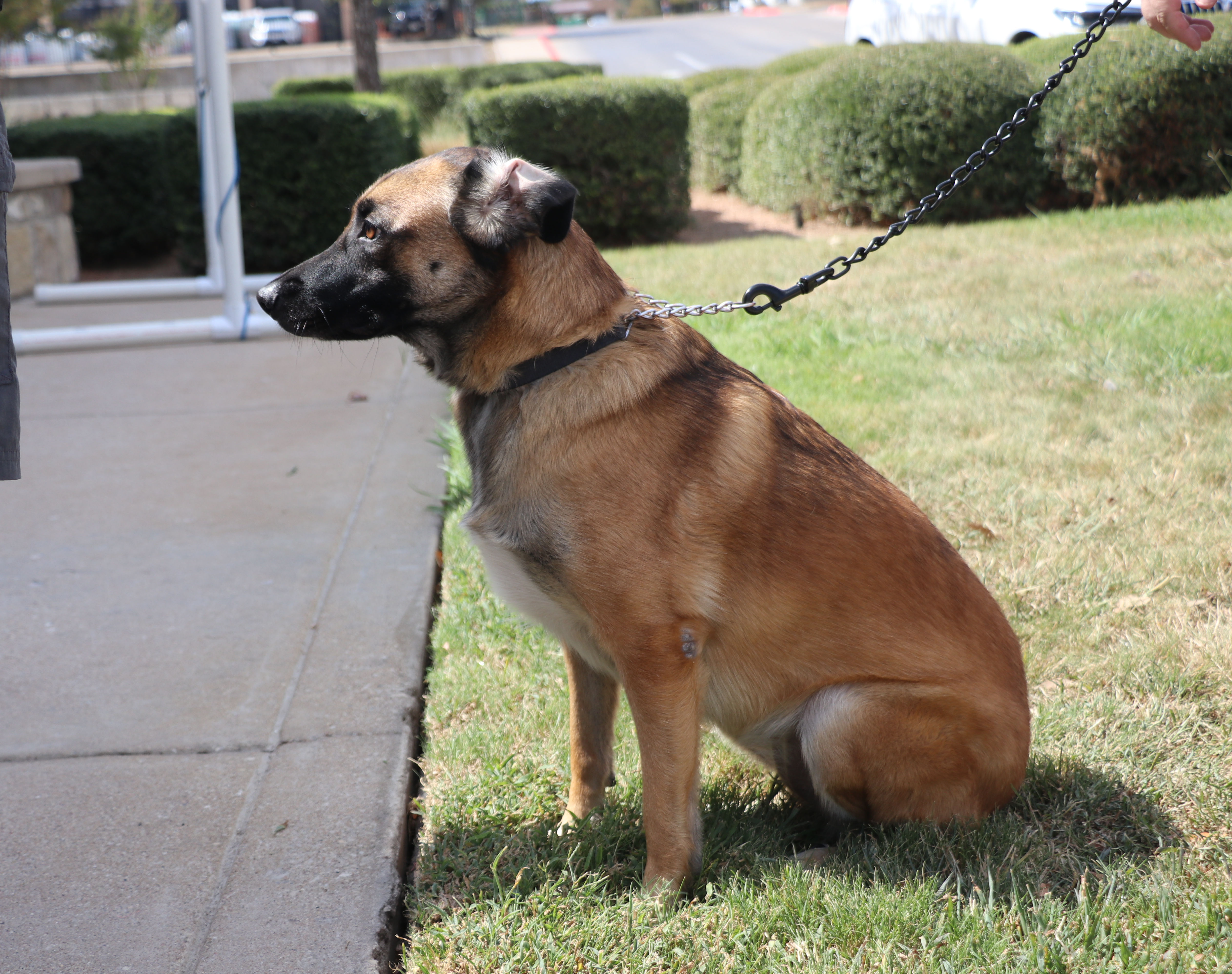 Enlarge Zadie, a Adoptable mixed breed in Pflugerville, TX image 6/12