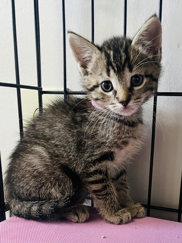 Turbo, Adoptable, Young Male Tabby.