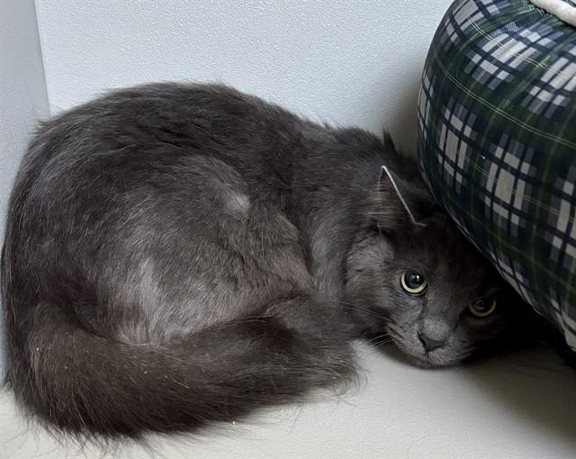 Enlarge STELLA, a Adoptable Domestic Long Hair in Kalamazoo, MI image 1/1