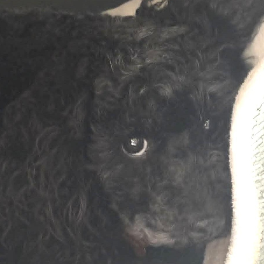 Enlarge Tinsley, a Adoptable mixed breed in Calgary, AB image 2/4