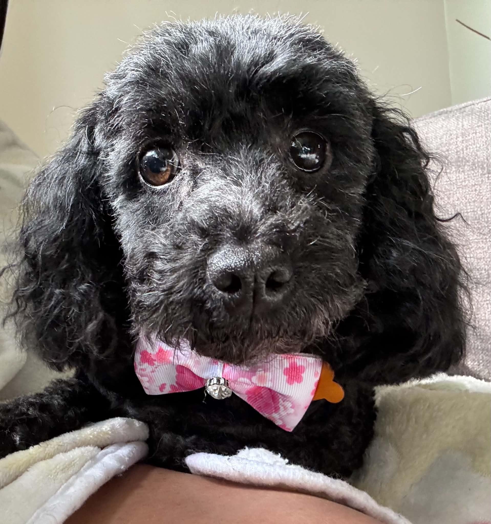 Enlarge Tinsley, a Adoptable mixed breed in Calgary, AB image 1/4