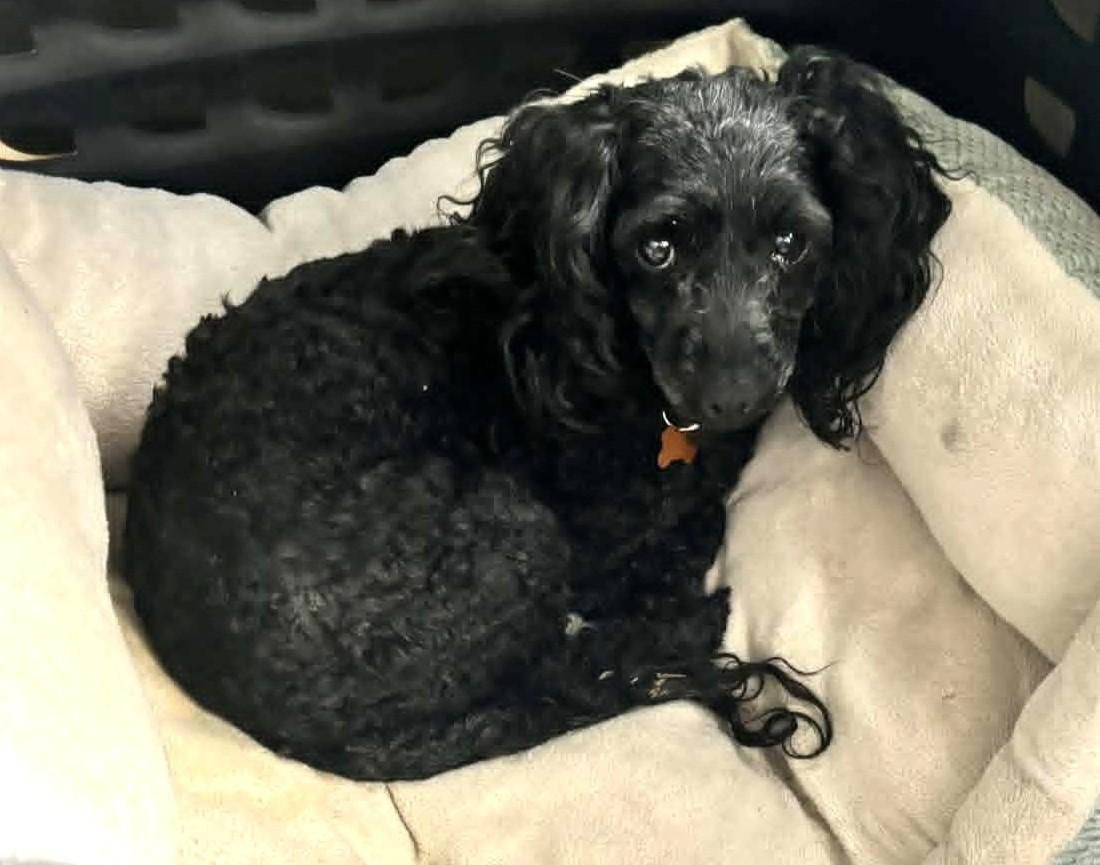 Enlarge Tinsley, a Adoptable mixed breed in Calgary, AB image 3/4
