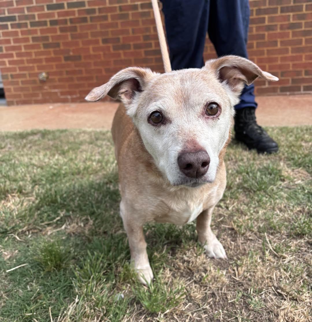 Sadie, ADOPTABLE, Senior Female Dachshund.