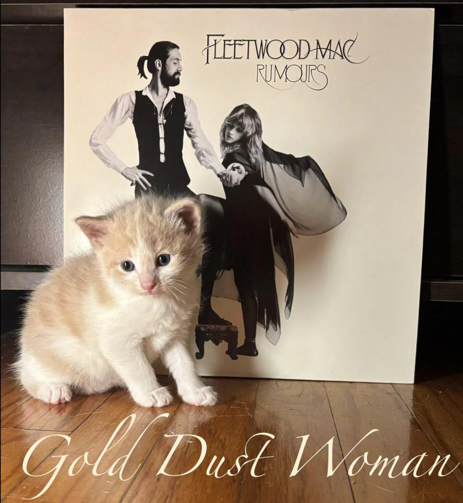 Rumours: Gold Dust Woman, Adopted, Kitten Female Tabby.