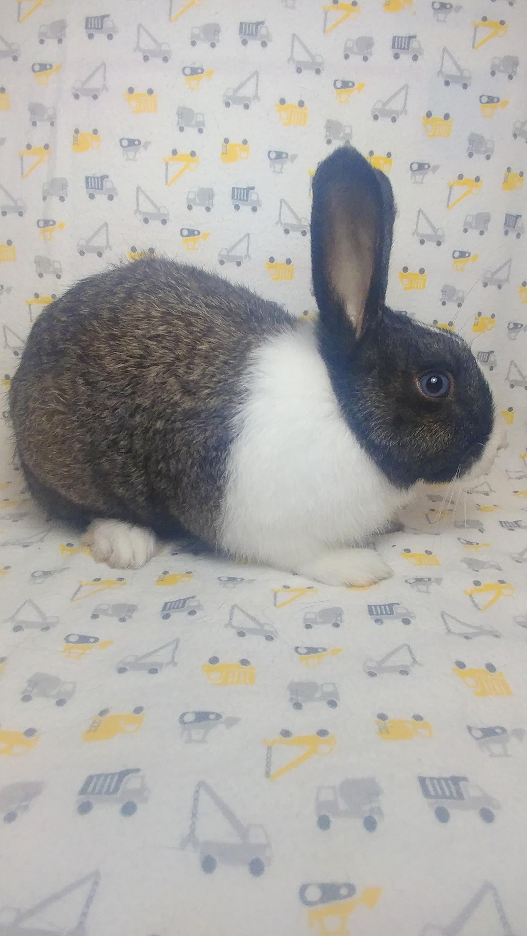 Enlarge Gibson, a Adoptable Dutch in Lake Elsinore, CA image 3/6