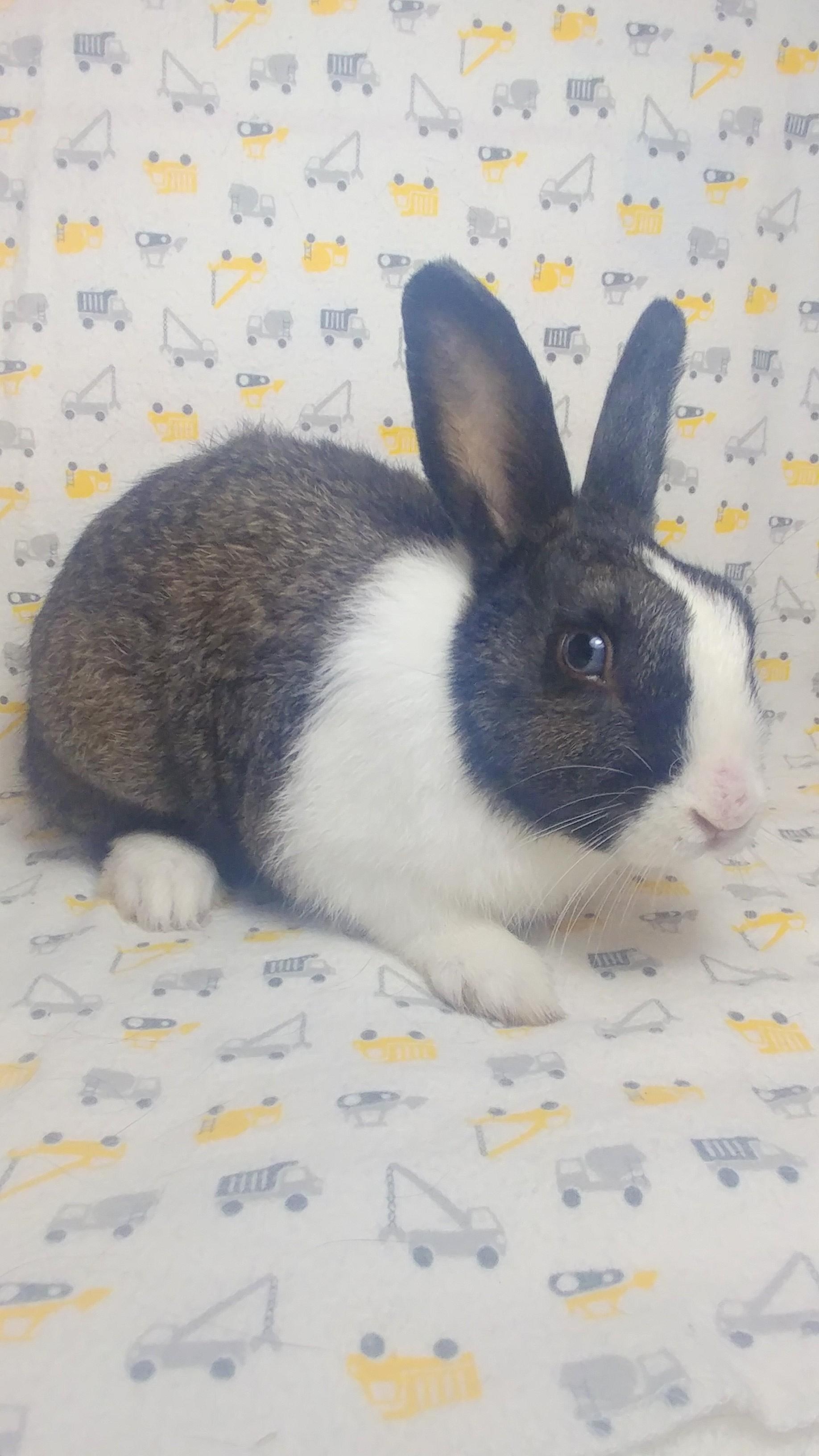 Gibson, Adoptable, Young Male Dutch.