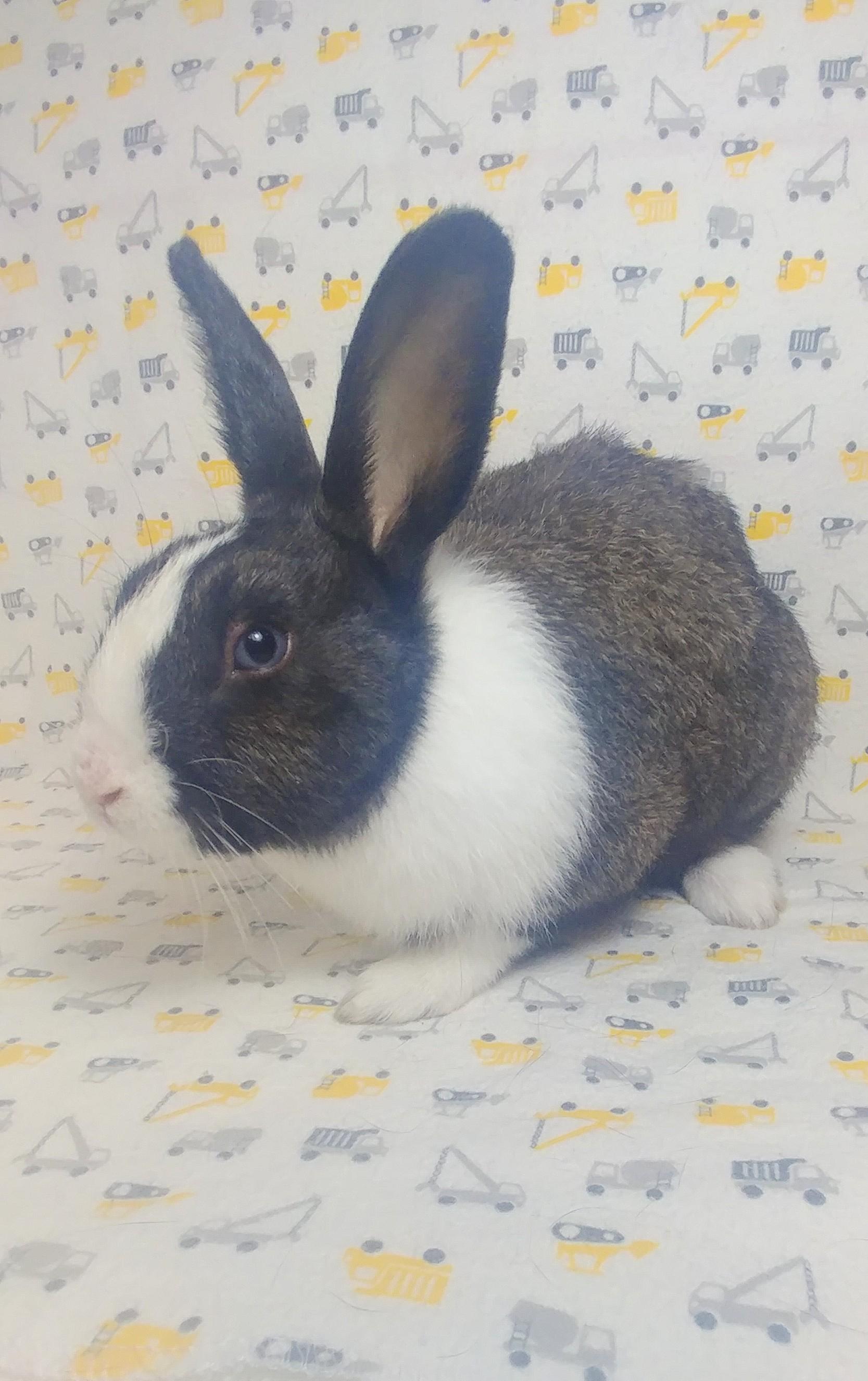 Enlarge Gibson, a Adoptable Dutch in Lake Elsinore, CA image 2/6