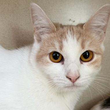 Hazel, Adoptable, Young Female Domestic Short Hair.
