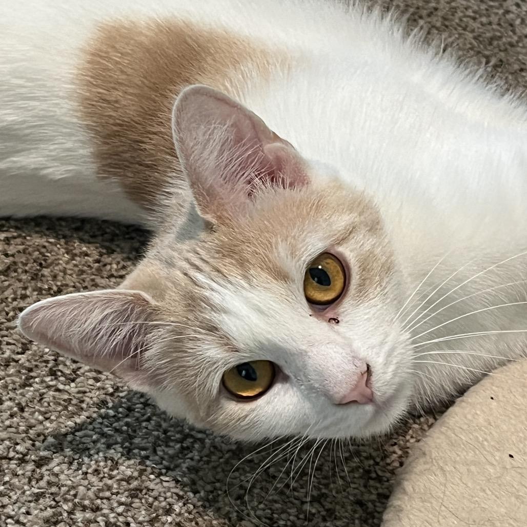 Enlarge Hazel, a Adoptable Domestic Short Hair in Calverton, NY image 2/5