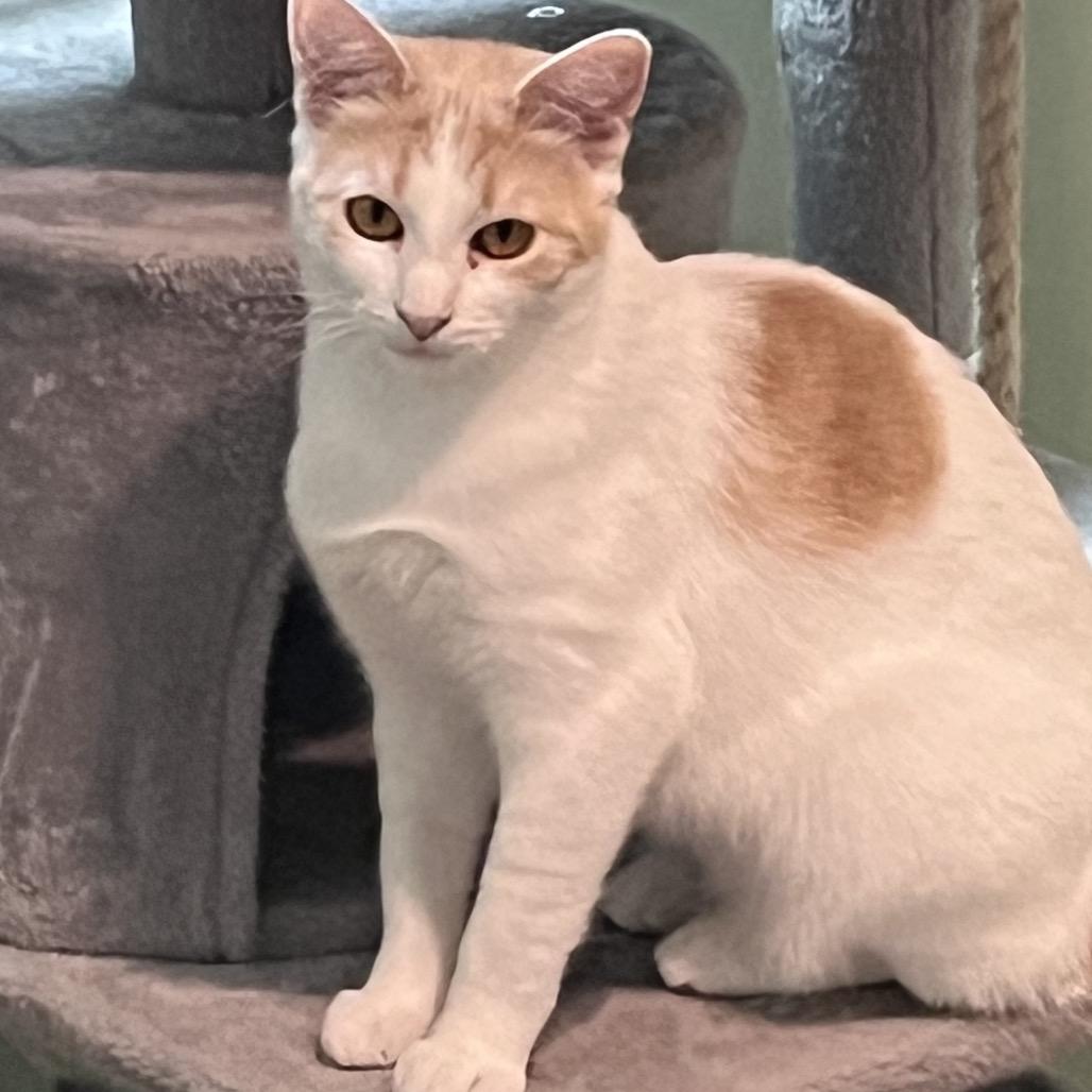 Enlarge Hazel, a Adoptable Domestic Short Hair in Calverton, NY image 3/5