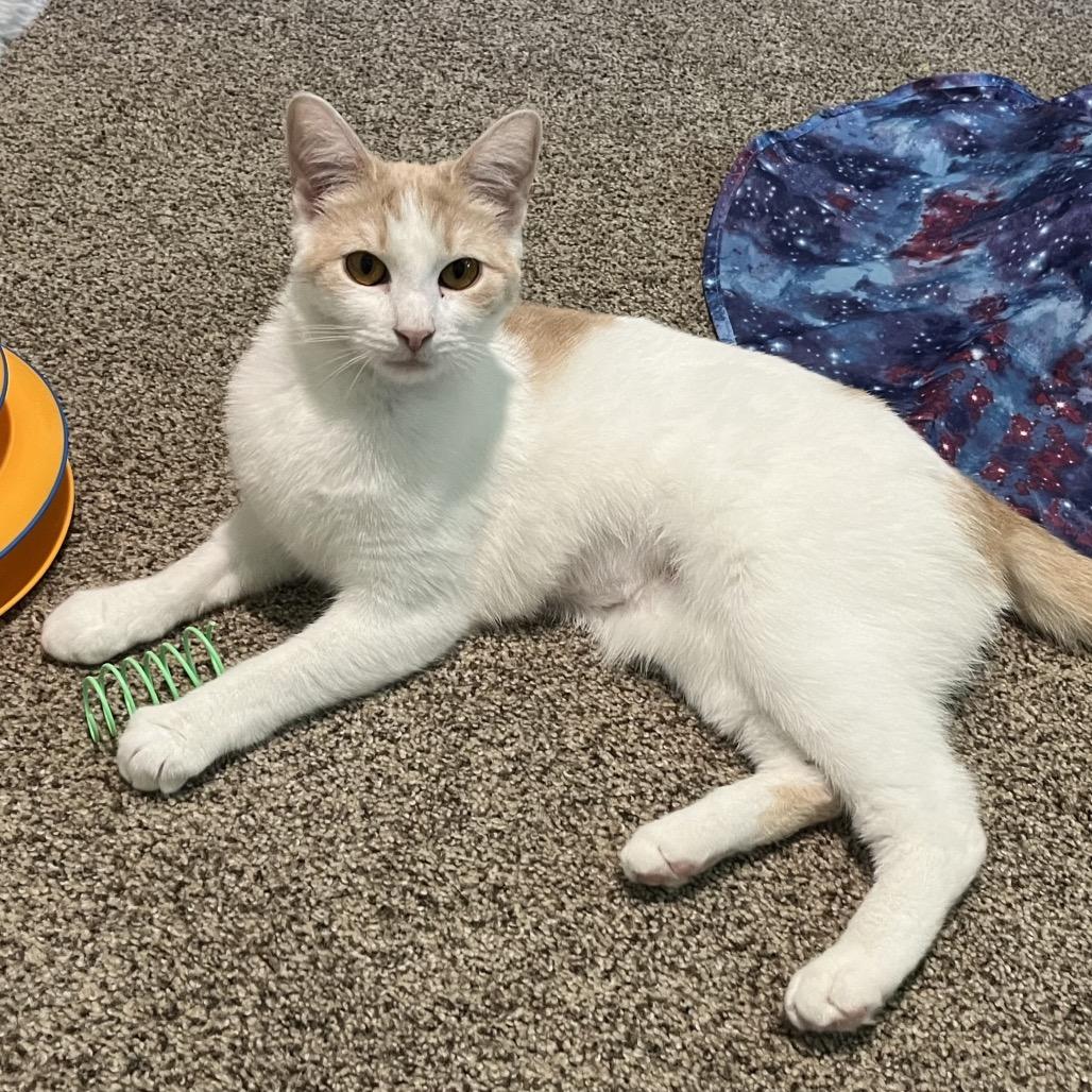 Enlarge Hazel, a Adoptable Domestic Short Hair in Calverton, NY image 4/5