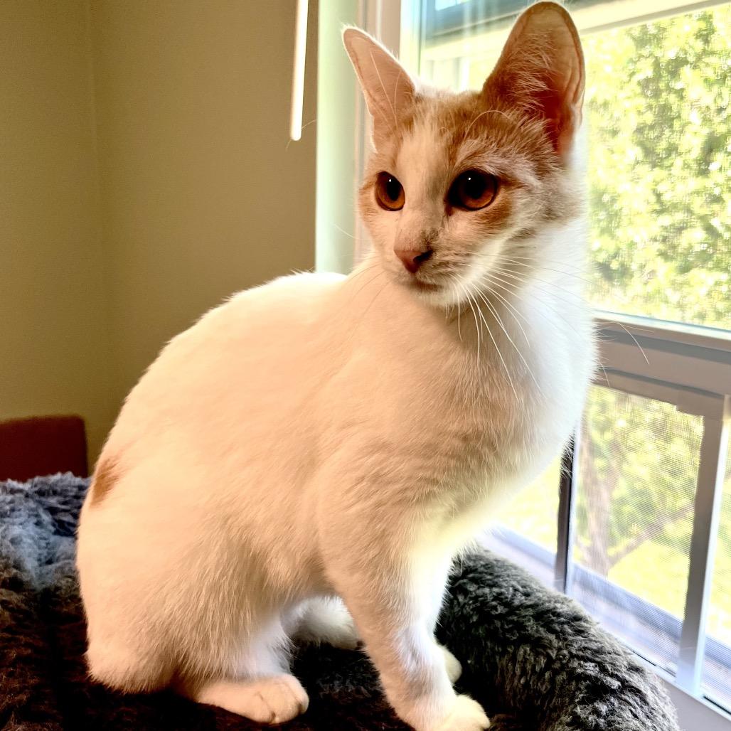 Enlarge Hazel, a Adoptable Domestic Short Hair in Calverton, NY image 5/5