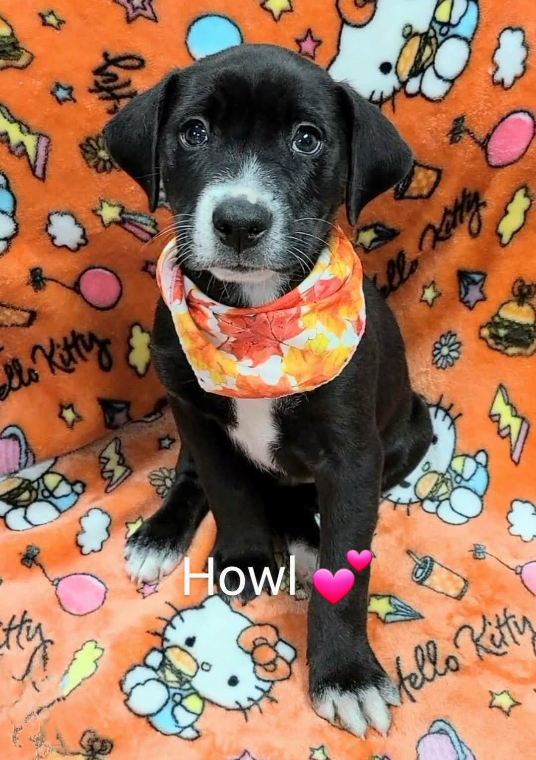 Puppies, Adopted, Puppy Female Black Labrador Retriever.