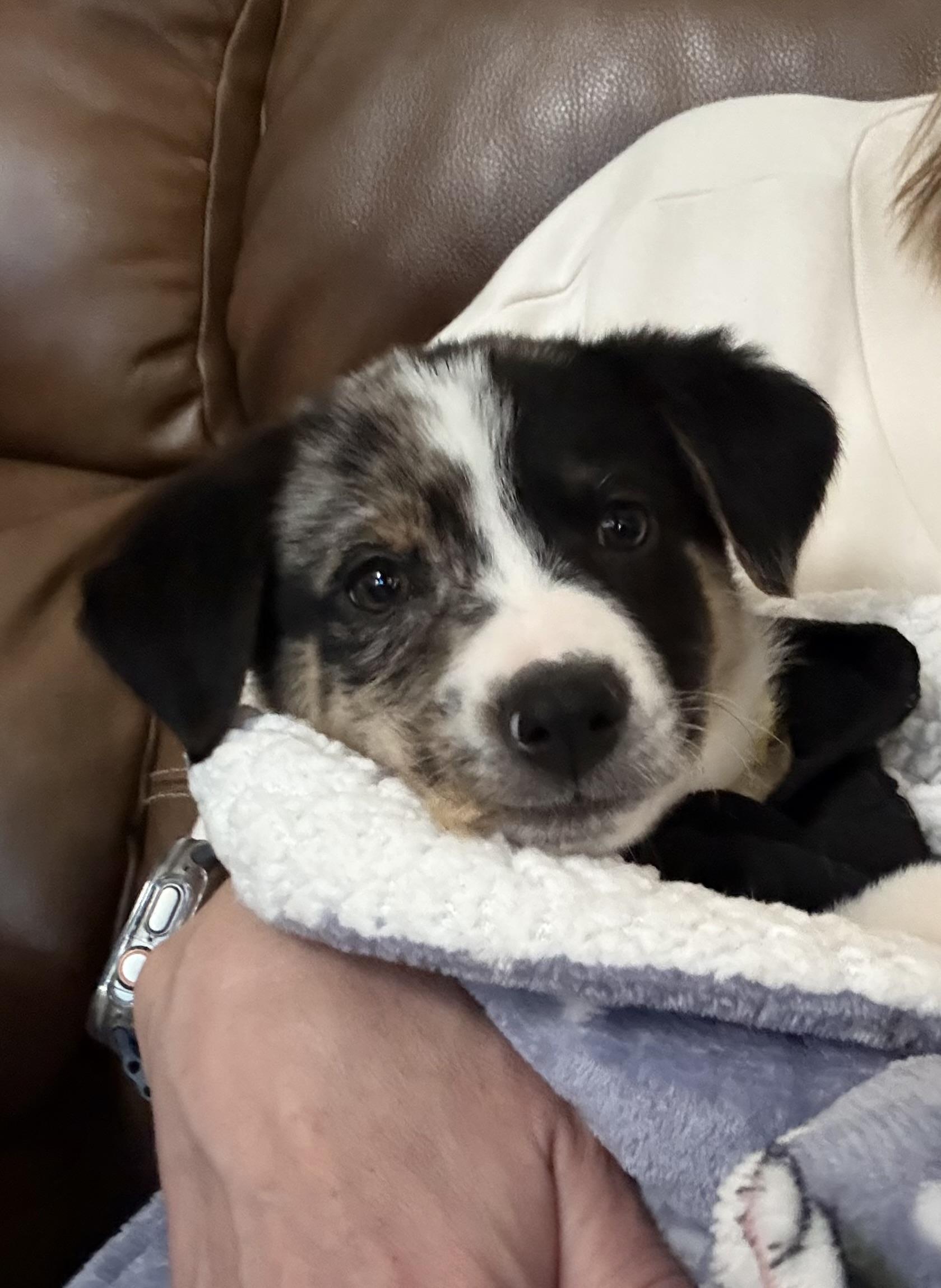 Tucker, ADOPTABLE, Puppy Male Australian Shepherd.