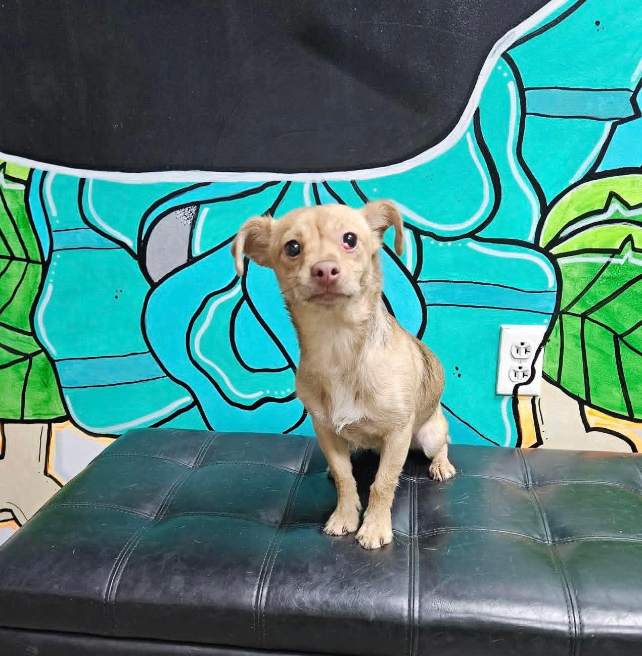 Enlarge KEVIN tinycauseadopt@gmail.com , a ADOPTABLE Chihuahua in Vandergrift, PA image 2/3