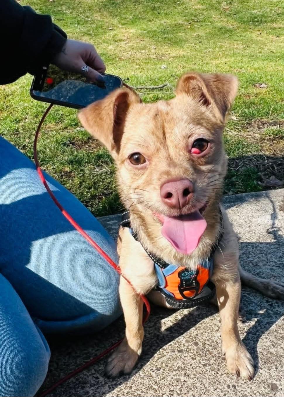 Enlarge KEVIN tinycauseadopt@gmail.com , a ADOPTABLE Chihuahua in Vandergrift, PA image 3/3