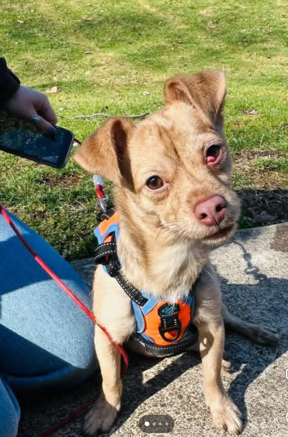 KEVIN tinycauseadopt@gmail.com , ADOPTABLE, Puppy Male Chihuahua.