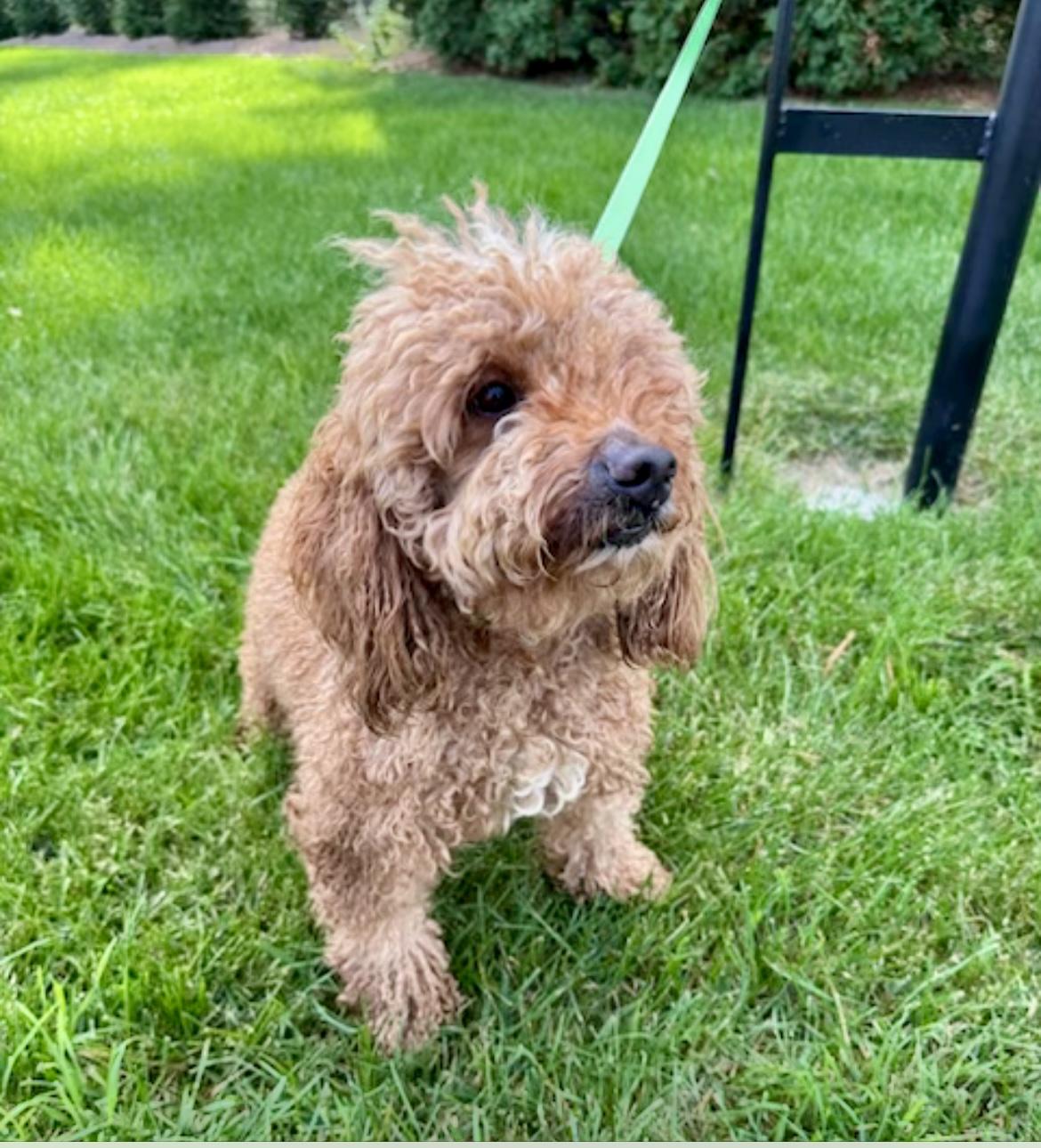 BART, Adoptable, Adult Male Goldendoodle.