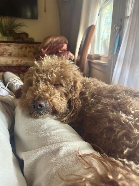 BART, a Adoptable Goldendoodle in Media, PA image 2/4