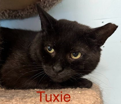 Tuxie, an adopted Domestic Short Hair in Melancthon, ON image 1/3