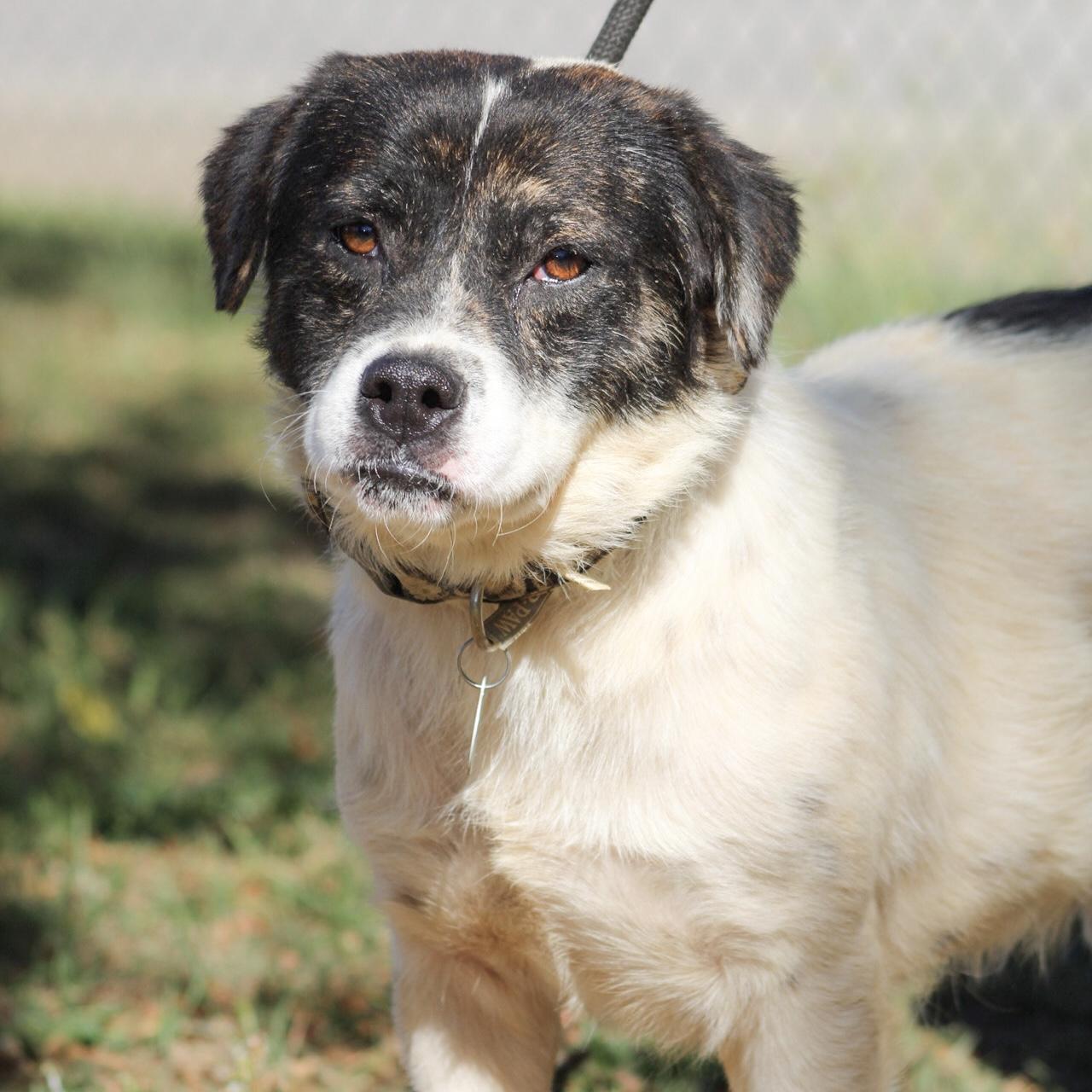 Enlarge Captain Pepperoni, a Adoptable Mixed Breed in Columbia, SC image 2/6