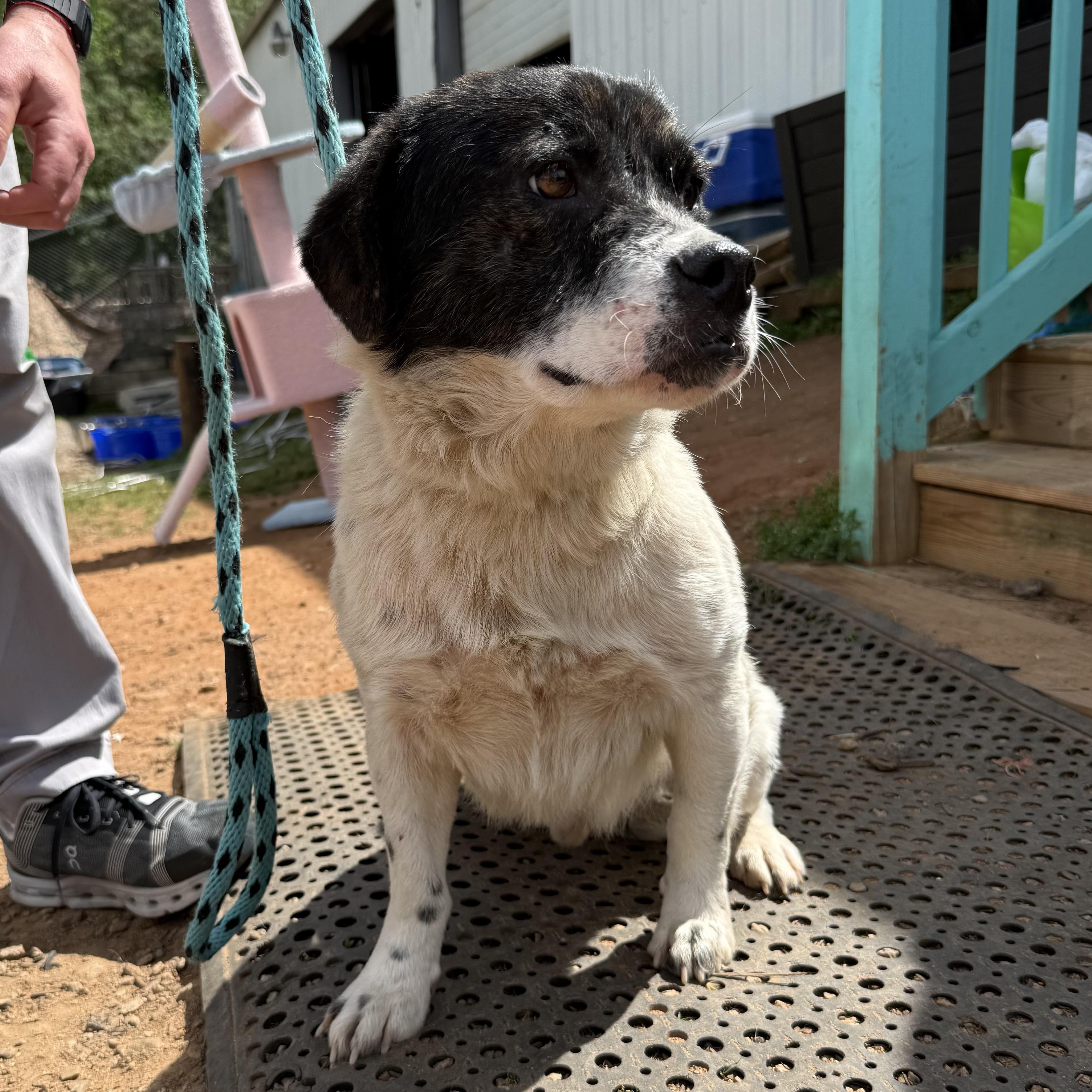 Enlarge Captain Pepperoni, a Adoptable Mixed Breed in Columbia, SC image 5/6