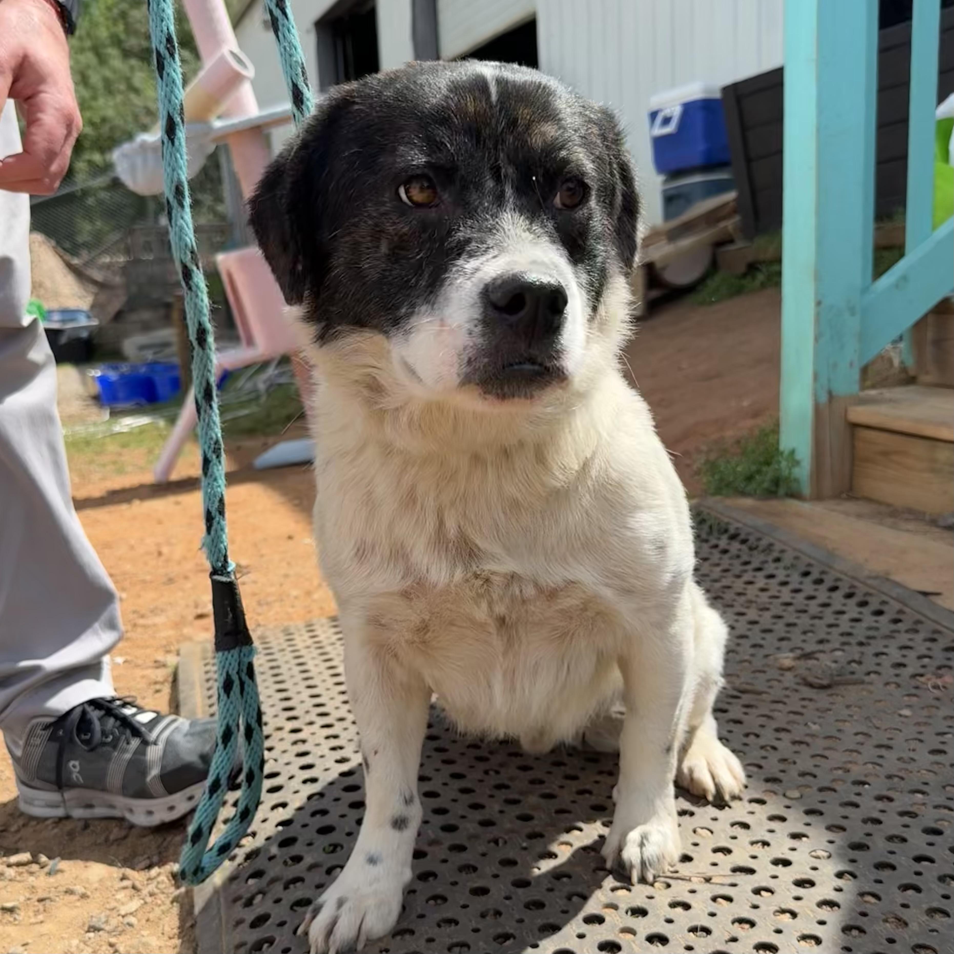 Enlarge Captain Pepperoni, a Adoptable Mixed Breed in Columbia, SC image 6/6