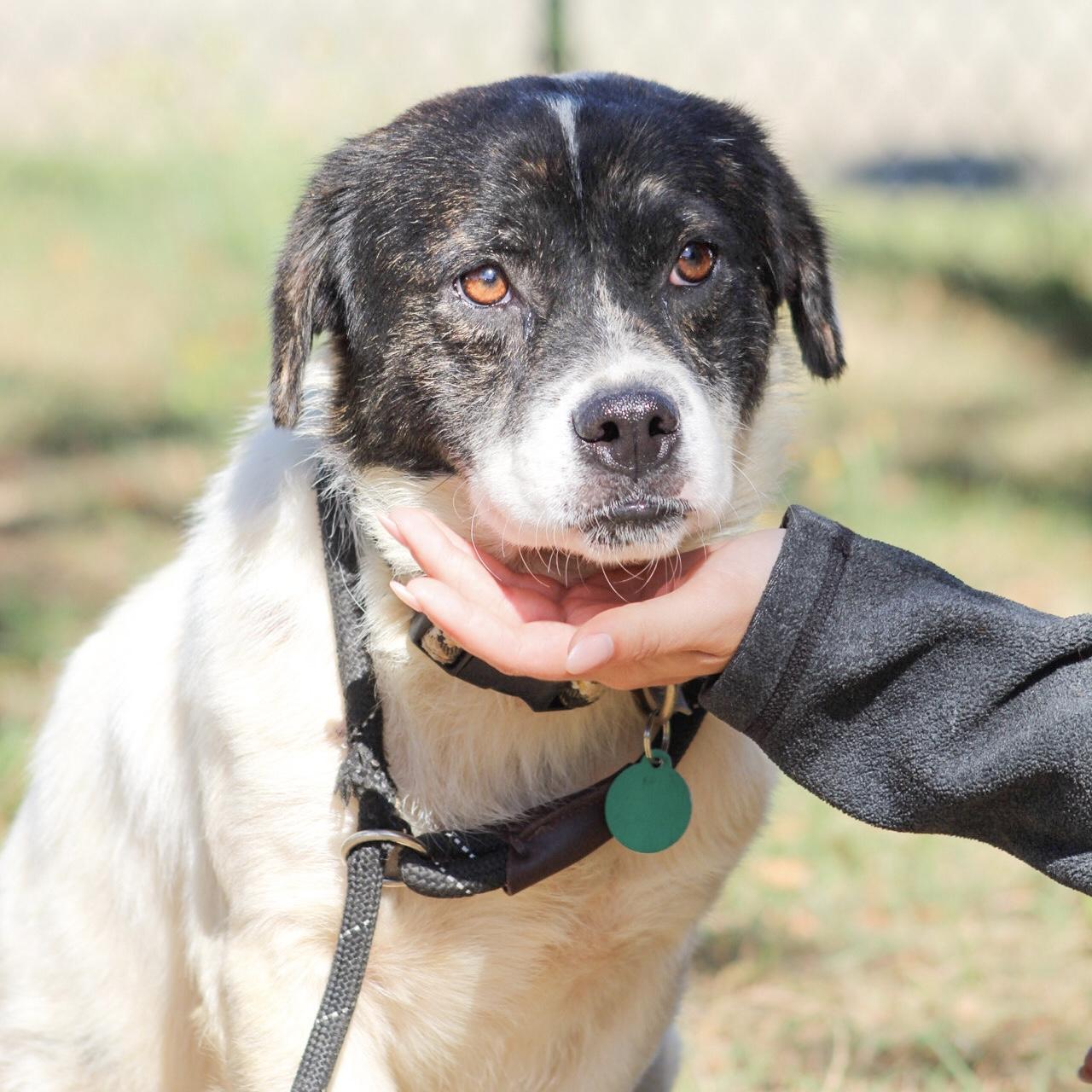 Enlarge Captain Pepperoni, a Adoptable Mixed Breed in Columbia, SC image 1/6