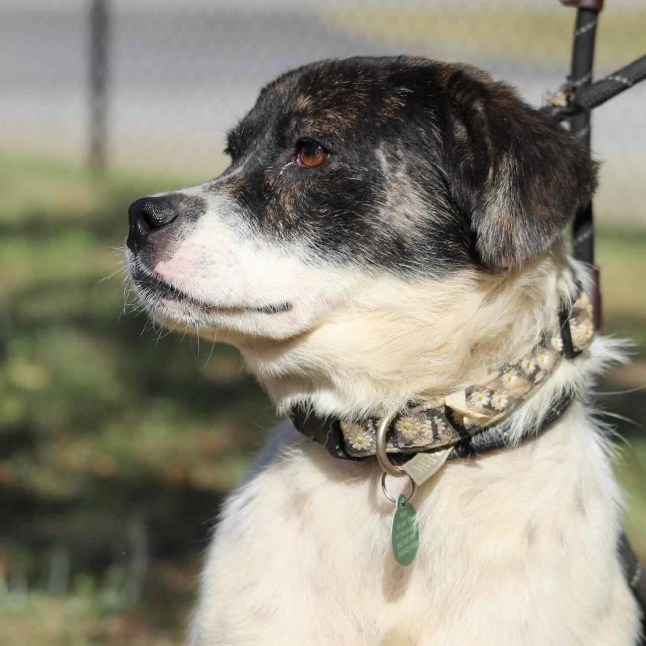 Enlarge Captain Pepperoni, a Adoptable Mixed Breed in Columbia, SC image 4/6