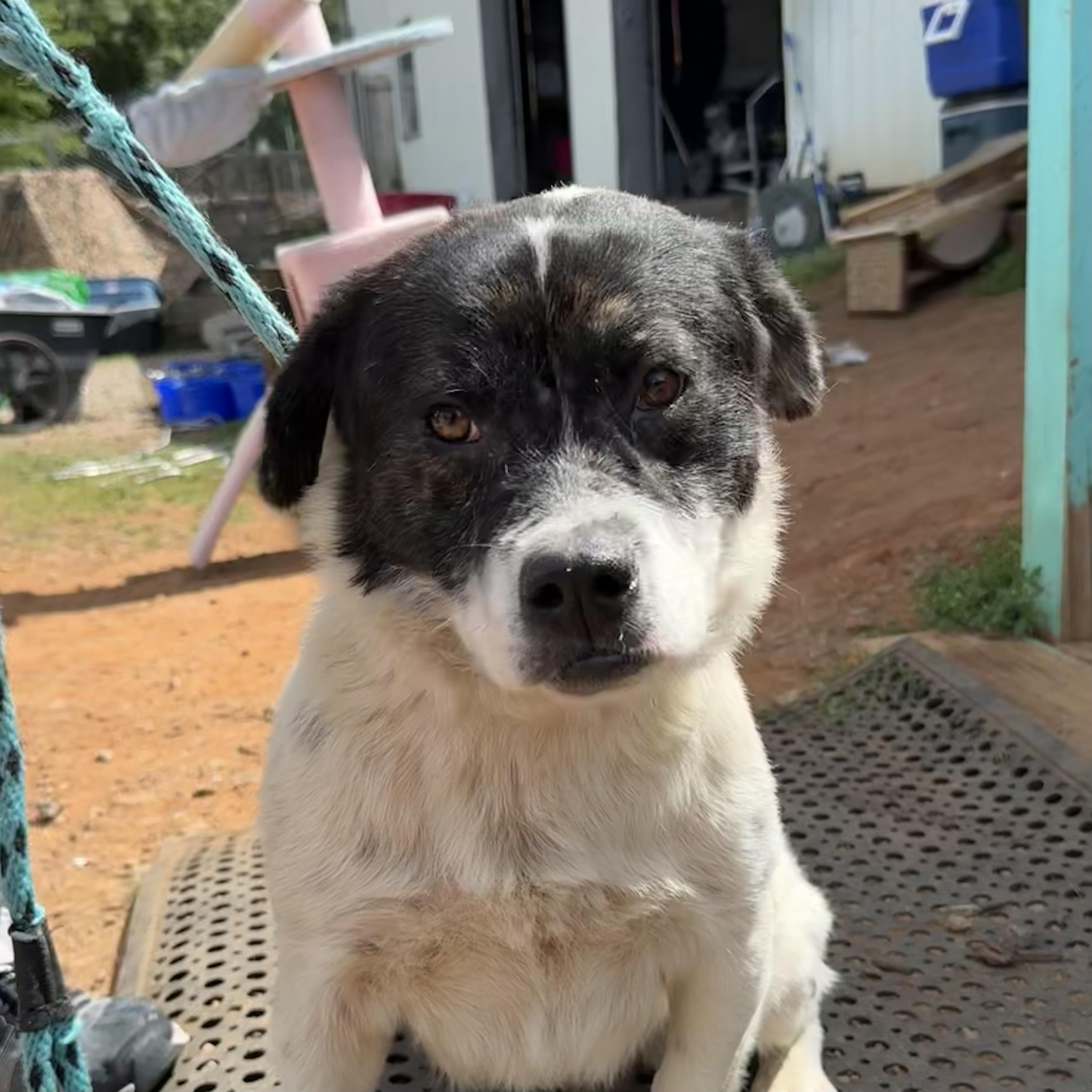 Enlarge Captain Pepperoni, a Adoptable Mixed Breed in Columbia, SC image 3/6