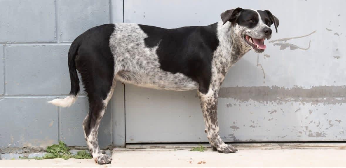Foster Mae!, a ADOPTABLE mixed breed in Oswego, IL image 4/5