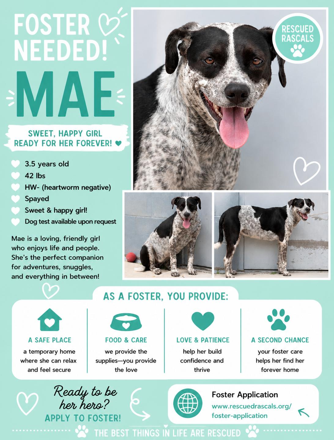 Foster Mae!, a ADOPTABLE mixed breed in Oswego, IL image 5/5