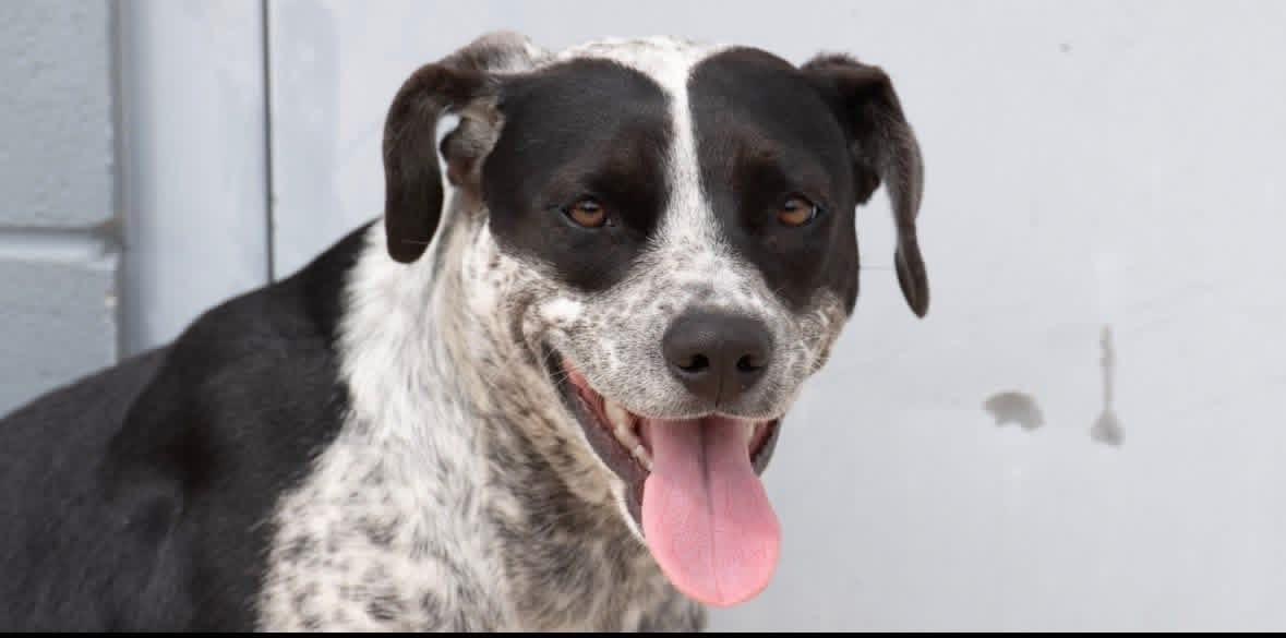 Foster Mae!, a ADOPTABLE mixed breed in Oswego, IL image 2/5