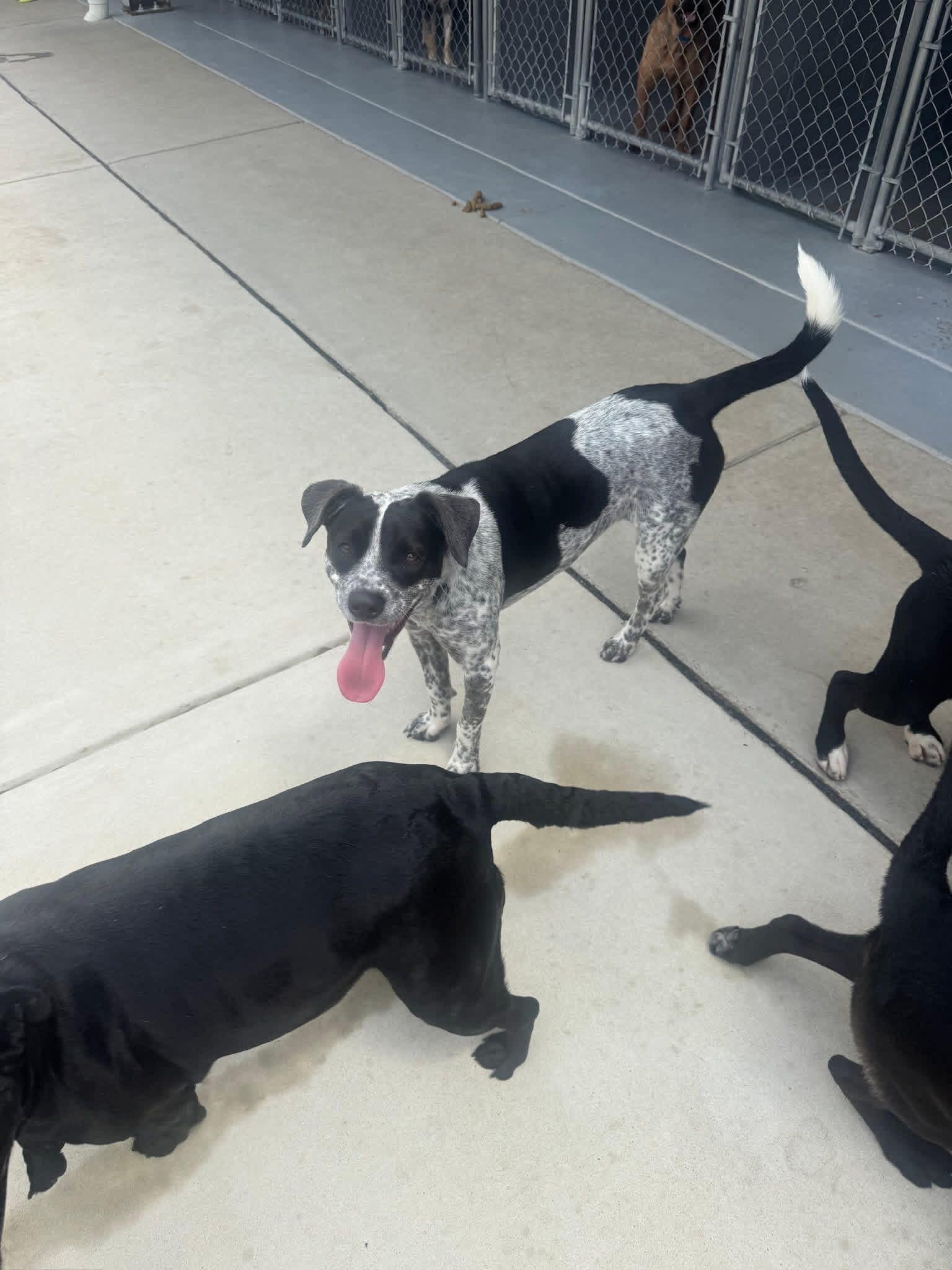 Foster Mae!, a ADOPTABLE mixed breed in Oswego, IL image 3/5