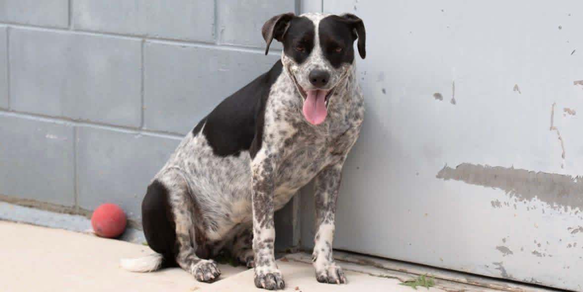 Foster Mae!, ADOPTABLE, Adult Female Terrier.