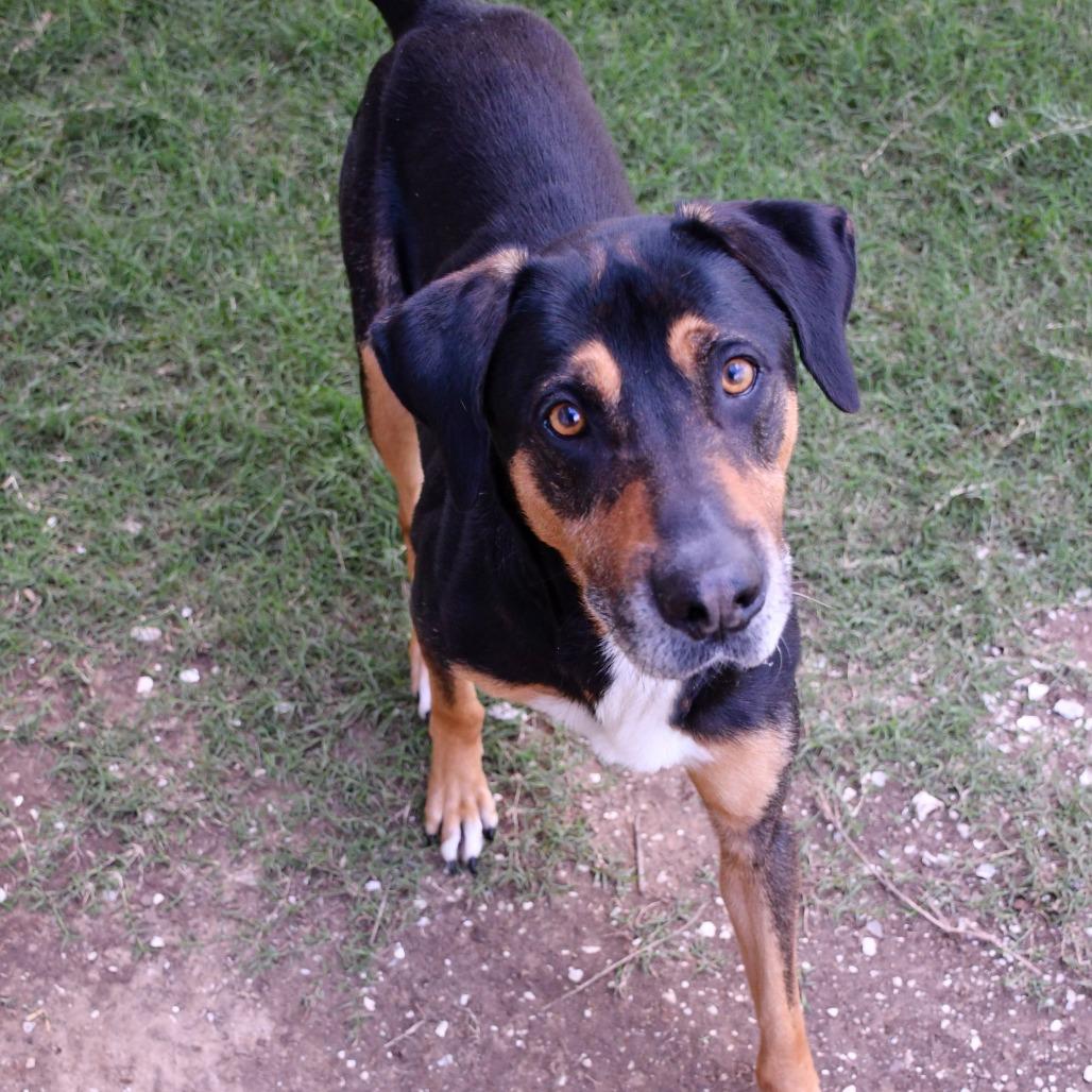 Beetle, a Adoptable Mixed Breed in Beaumont, TX image 1/6
