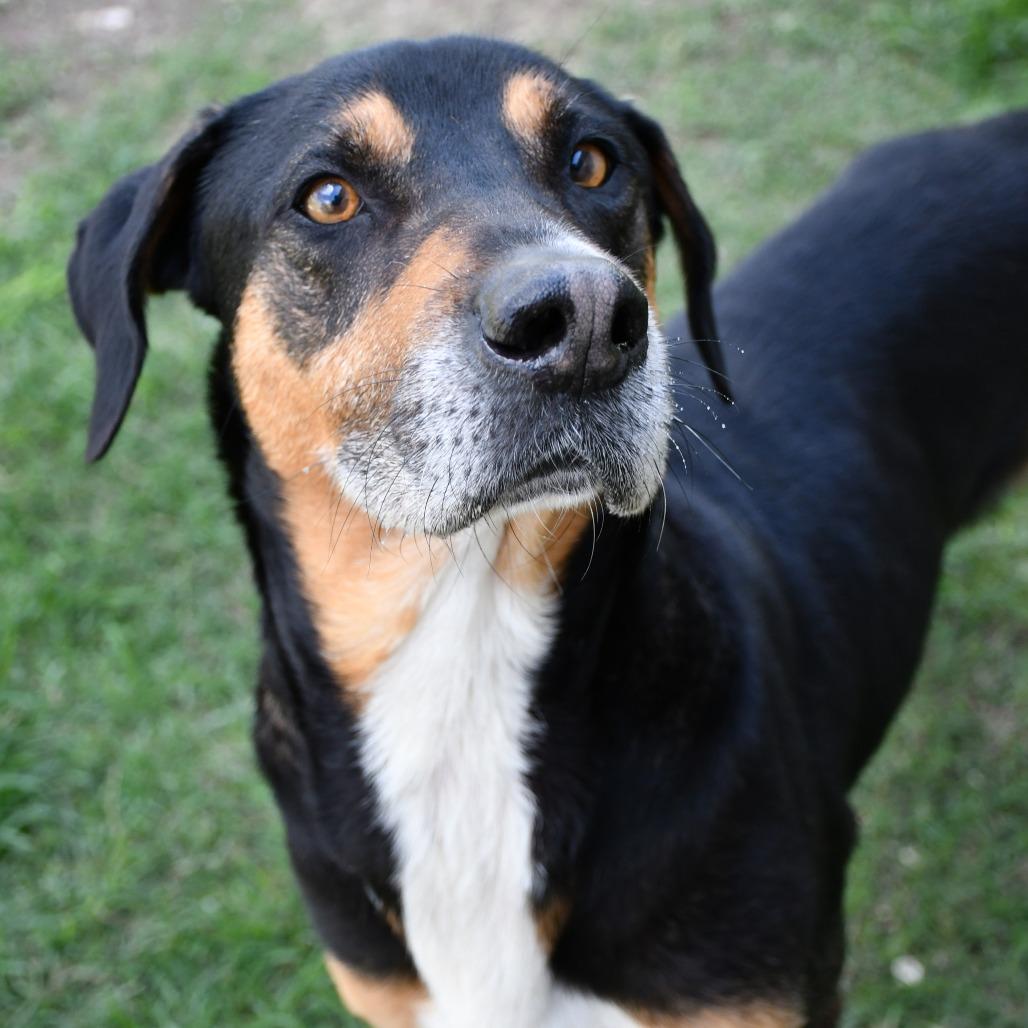 Beetle, a Adoptable Mixed Breed in Beaumont, TX image 2/6