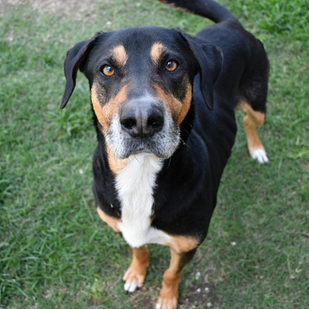 Beetle, a Adoptable Mixed Breed in Beaumont, TX image 3/6