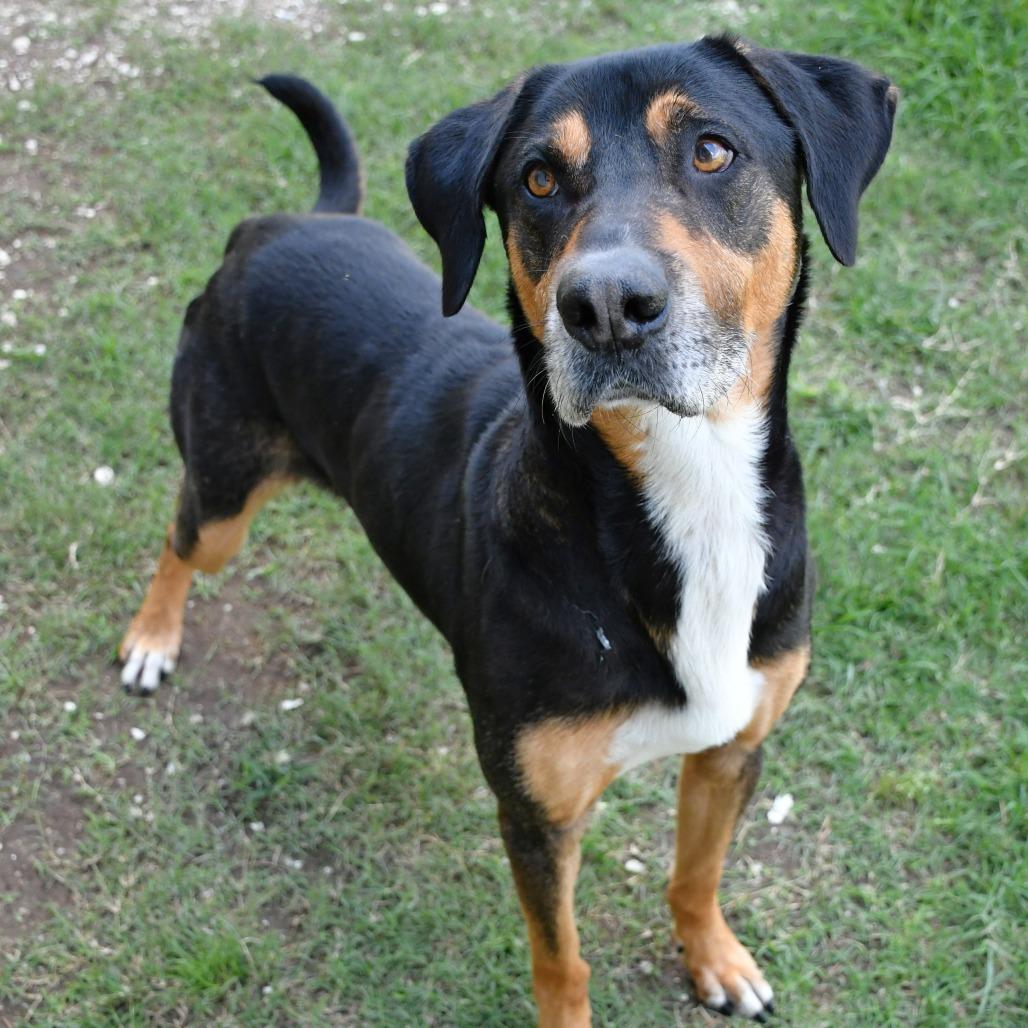 Beetle, a Adoptable Mixed Breed in Beaumont, TX image 4/6