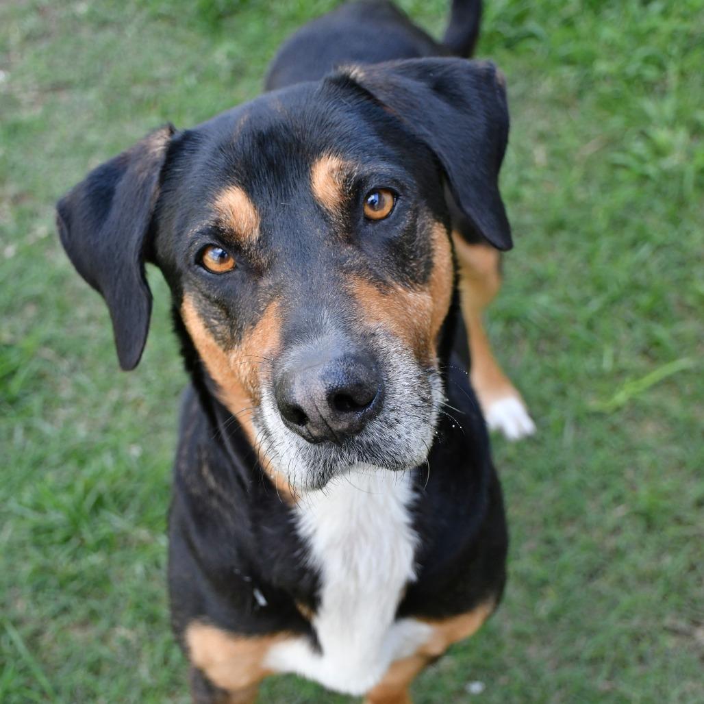 Beetle, a Adoptable Mixed Breed in Beaumont, TX image 5/6