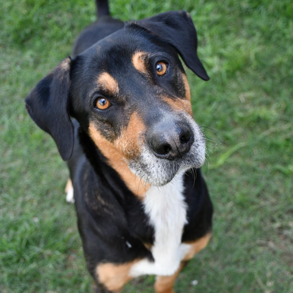 Beetle, a Adoptable Mixed Breed in Beaumont, TX image 6/6