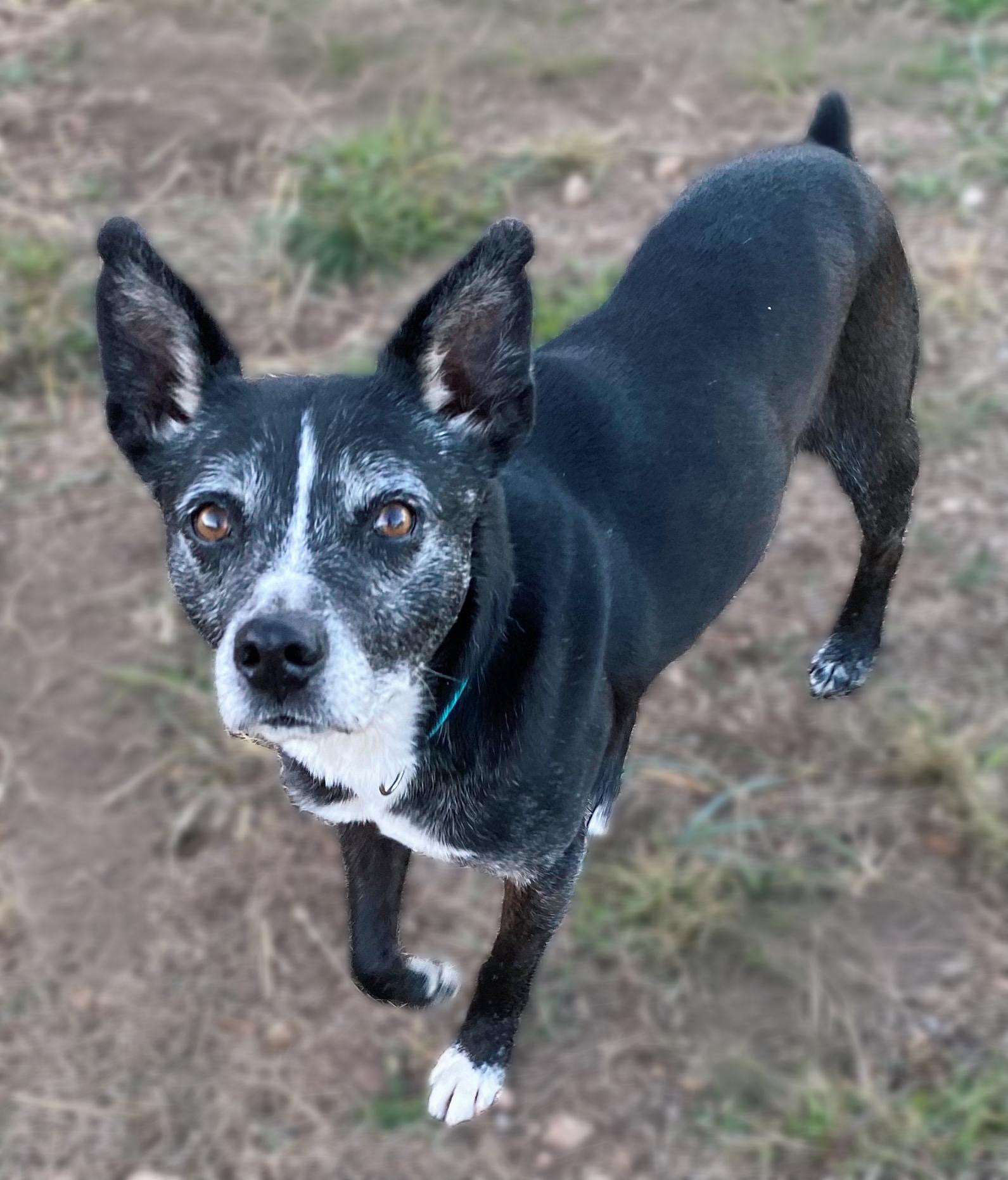 Enlarge Lincoln Biscuit , a Adoptable mixed breed in Nashville, TN image 4/4