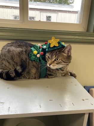 Enlarge Kinder, a Adoptable Domestic Short Hair in Picayune, MS image 1/3