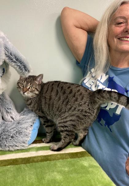 Enlarge $00 Kinder, a Adoptable Domestic Short Hair in Picayune, MS image 1/3