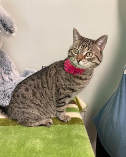 $00 Luna, Adoptable, Adult Female Domestic Short Hair & Domestic Short Hair.