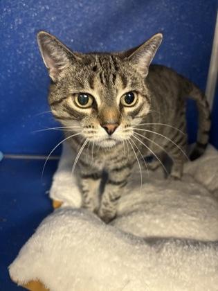 Enlarge $00 Luna, a Adoptable Domestic Short Hair in Picayune, MS image 3/3